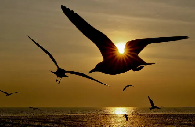 A picture made available 04 January 2016 shows seagulls during sunset at Bang Pu seaside resort in Samut Prakan province on the outskirts of Bangkok, Thailand, 03 January 2016. Every year during the cold winter months between October to March thousands of seagulls migrate to Bang Pu seaside from Siberia to escape the harsh winter. (Photo by Diego Azubel/EPA)