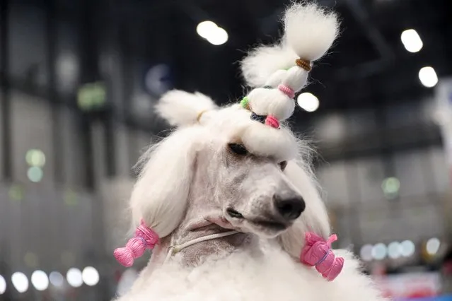 A Standard Poodle dog is pictured at the 2022 World Dog Show, where more than 15 thousand dogs from all around the globe are expected to attend, at IFEMA conference center in Madrid, Spain on June 23, 2022. (Photo by Isabel Infantes/Reuters)