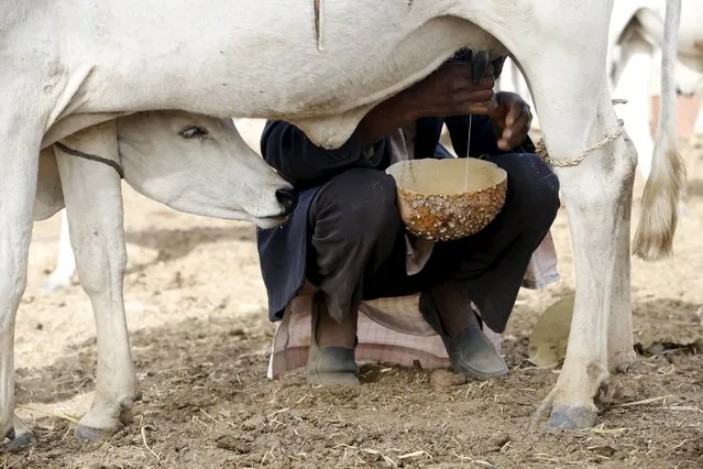 A tribal Fulani man milks a cow at a local milk collecting centre in Dangwala Karfi village on the outskirts of Nigeria's northern city of Kano January 19, 2016. (Photo by Akintunde Akinleye/Reuters)