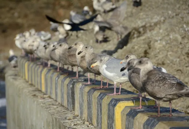 Seagulls gather in Krabozavodskoye settlement on the Island of Shikotan, one of four islands known as the Southern Kuriles in Russia and the Northern Territories in Japan, December 19, 2016. (Photo by Yuri Maltsev/Reuters)