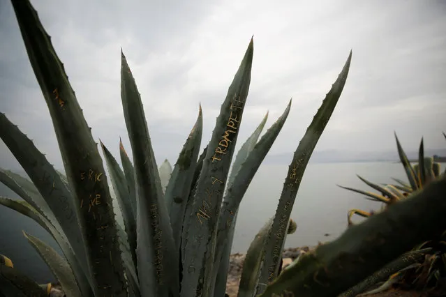 Words scratched on the leave of an aloe plant are seen on the shore of the Sea of Galilee, northern Israel November 30, 2016. (Photo by Ronen Zvulun/Reuters)