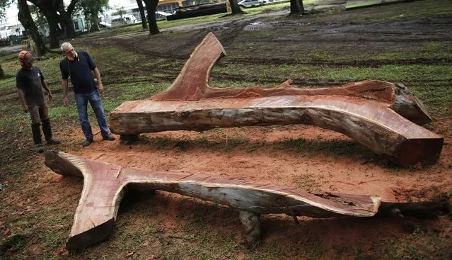 Brazilian artist Hugo Franca (R) and his assistant Jailton Procopio look at a tree after cutting it to create a bench at Ibirapuera park in Sao Paulo March 17, 2015. Franca, a designer from Sao Paulo is working with the city to make use of fallen trees to turn them into sculpture furniture to line the city's parks, streets and plazas. Brazil's largest city was slammed by several strong storms this rainy season that brought with them heavy rain, lightning and winds as high as 90 kilometres (55 miles) per hour. (Photo by Nacho Doce/Reuters)