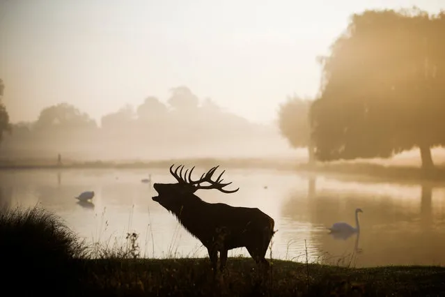 A red deer stands in the early morning mist in Bushy Park in London, Britain, October 10, 2018. (Photo by Henry Nicholls/Reuters)