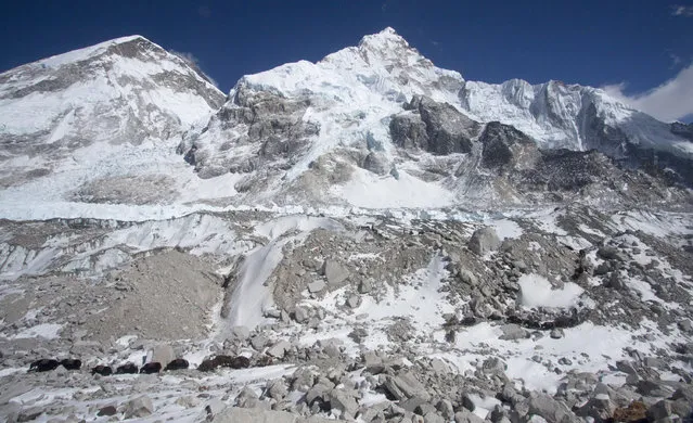 In this  Saturday, March 21, 2015 photo, a caravan of yaks return after dropping off supplies for the upcoming climbing season at the Everest Base camp, Nepal. (Photo by Tashi Sherpa/AP Photo)