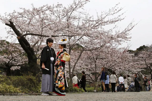 Standing in front of blooming cherry blossoms a couple pose for their wedding pictures at Sankeien Park in Yokohama, south of Tokyo, Sunday, March 29, 2015. (Photo by Shuji Kajiyama/AP Photo)