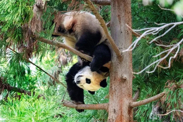 Giant Panda Xiao Qi Ji hangs upside down from a tree in its enclosure at the Smithsonian's National Zoo in Washington, DC, on November 7, 2023, on the panda's final day of viewing before returning to China. All three of the zoo's pandas are leaving for China by the end of the year, bringing at least a temporary end to a decades-old connection between the cuddly animal and the US capital. And while the pandas' departure had been expected due to contractual obligations, many can't help but see the shift as reflective of the growing strains between Beijing and Washington. (Photo by Jim Watson/AFP Photo)