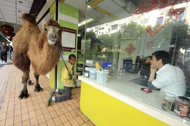 People look on as a beggar (L) kneels in front of a store to beg for money with a camel in Shaoxing, Zhejiang province November 25, 2013. Several beggars with their camels showed up at a business area in the city at noon on Monday, kneeling down store after store to beg for money, according to local media. (Photo by Reuters/Stringer)