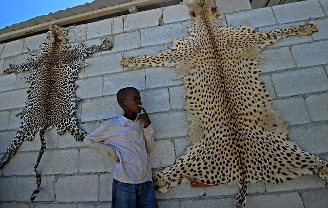 A boy looks at leopard skins for sale near Mogadishu airport on February 11, 2016. Leopards are an endangered animal in Somalia. (Photo by Mohamed Abdiwahab/AFP Photo)