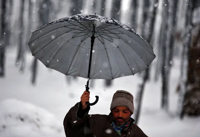 A man uses an umbrella as he walks under snow-covered trees during a snowfall on a cold winter morning in Pattan, north of Srinagar, January 5, 2017. (Photo by Danish Ismail/Reuters)
