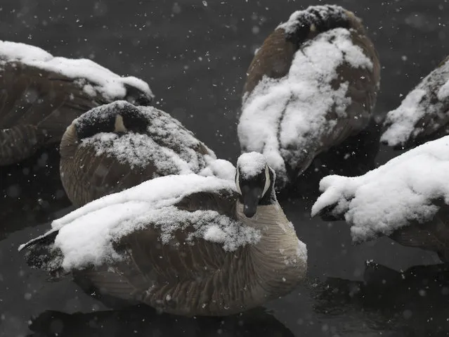Snow piles up on geese at Belmar Park on January 28, 2019 in Lakewood, Colorado. Some parts of Lakewood got over 5 inches of snow during night. (Photo by  R.J. Sangosti/MediaNews Group/The Denver Post via Getty Images)