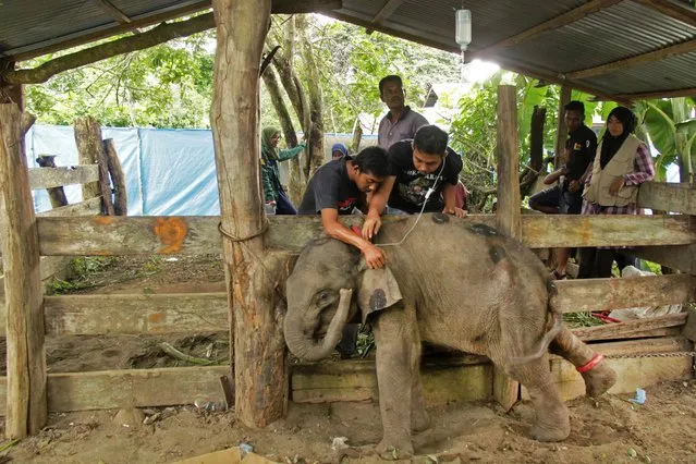 Veterinarians tend to a wild baby Sumatran elephant after it was found separated from its herd in the forest of East Aceh at the Elephant Training Centre in Saree, Aceh, Indonesia January 17, 2017. (Photo by Ampelsa/Reuters/Antara Foto)