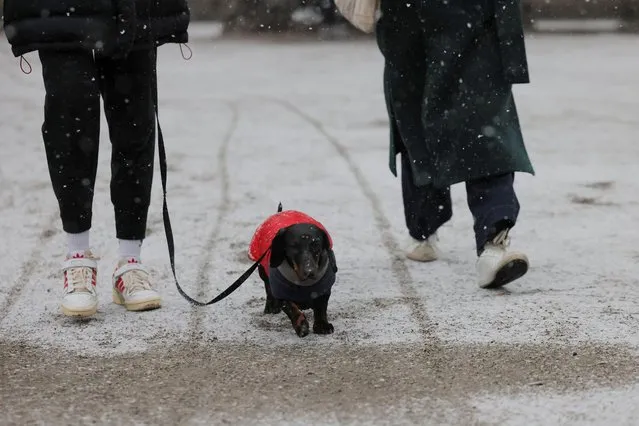 People walk a dog as snow falls in New York City on January 6, 2024. (Photo by Andrew Kelly/Reuters)