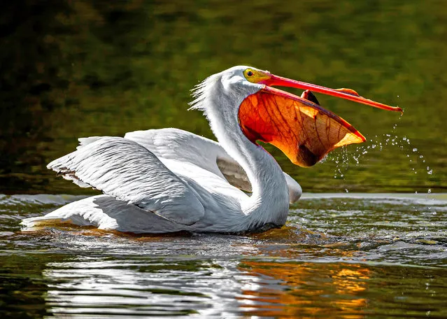 A pelican on a lake in California in the first decade of January 2024 deftly snares a large trout after scooping it up, tossing it into the air and catching it in its bill. (Photo by Jiahong Zeng/Solent news)