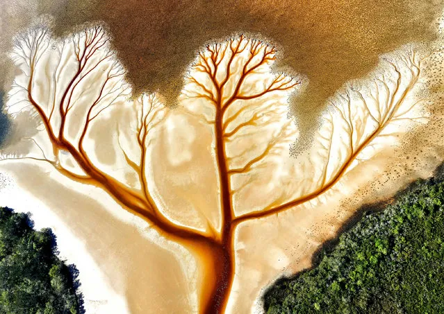 “Tree of Life”. Aerial view taken from a helicopter of Lake Cakora in northern NSW. The creek draining the lake is coloured red by tannins from the surrounding vegetation. (Photo by Tyler Moore/Nature Conservancy Australia 2021 Photo Contest)