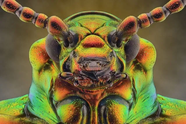 This extraordinary close-ups of a tiny insect shows off their incredible detail. (Photo by Yudy Sauw/Solent News & Photo Agency)