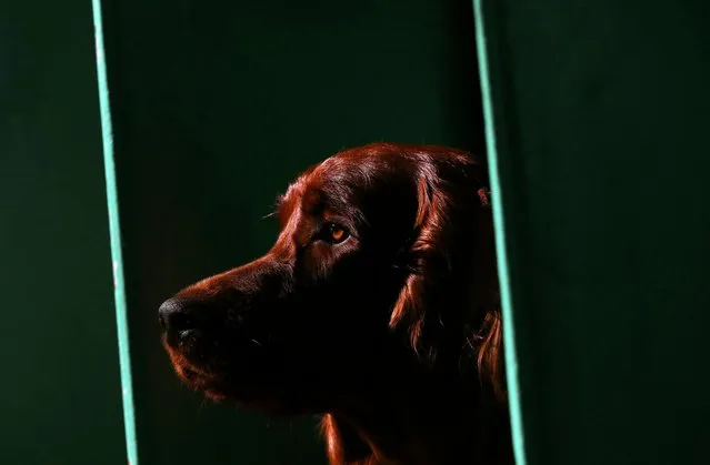 An Irish Setter stands on its bench during the second day of the Crufts Dog Show in Birmingham, Britain March 11, 2016. (Photo by Darren Staples/Reuters)