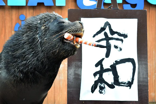 Sea lion “Leo” poses after writing the characters for the new era name “Reiwa” during a performance for assembled journalists and park visitors, at Hakkeijima Sea Paradise in Yokohama, suburban Tokyo, April 1, 2019. “Reiwa”: Japan on April 1 revealed the name of the era that will define the new emperor's reign when he ascends the Chrysanthemum Throne next month following a historic abdication. (Photo by JIJI Press/AFP Photo)