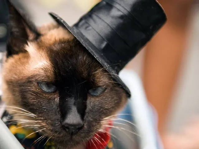 A cat in a hat attends the animals' carnival parade “Blocao” at Copacabana in Rio de Janeiro. (Photo by Christophe Simon/AFP Photo)