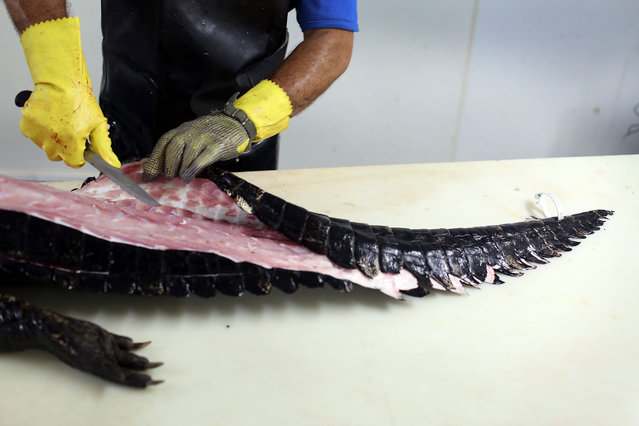 Juan Rios, head skinner for All American Gator company, works in the processing plant where he butchers an alligator for the meat and hide on May 7, 2015 in Arcadia, Florida.  Brian Wood, the owner of All American Gator, said that the price of alligator meat has more then doubled, which is in line with a recent report that stated that wild and farm-raised alligator meat is fetching between $12 to $15 per pound wholesale, up from $6 to $7 per pound in 2012. (Photo by Joe Raedle/Getty Images)