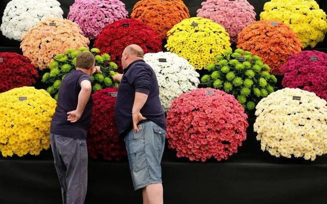 Two men make the final adjustments to a display of Chrysanthamum during staging day for the Harrogate Spring Flower Show held at the Great Yorkshire Showground on April 24, 2019 in Harrogate, England. Organised by the North of England Horticultural Society the show is one of two annual shows held at the Great Yorkshire Showground. The main theme for the show this year is Kerb Couture which aims to show the potential for flowers and plants to transform the streets of Britain. The show will feature full-sized show gardens, displays by nearly 100 of the country’s top plant nurseries, guest appearances and Britain’s biggest exhibition of flower arranging and floristry. (Photo by Ian Forsyth/Getty Images)