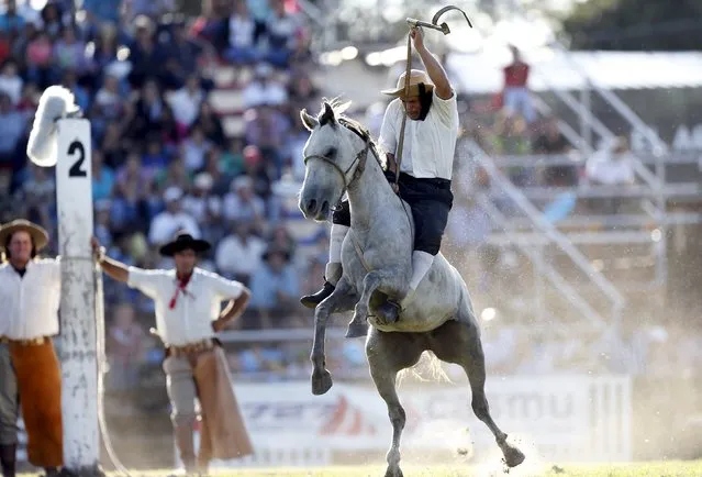 A gaucho rides an unbroken or untamed horse during Creole week celebrations in Montevideo, March 23, 2016. (Photo by Andres Stapff/Reuters)