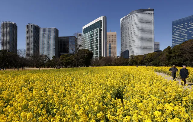 Rapeseed flowers bloom in front of commercial buildings at Hama-rikyu Gardens on March 1, 2016 in Tokyo, Japan. About  300,000 rapeseed flowers are in full bloom at the park located in the central district of Tokyo. (Photo by Tomohiro Ohsumi/Getty Images)