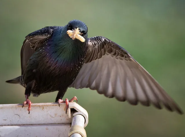 A starling seen in the village of Klinovka in Crimea, Russia on May 14, 2018. (Photo by Sergei Malgavko/TASS)