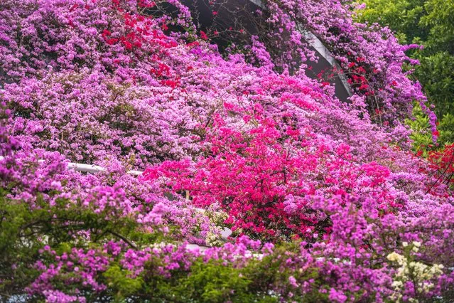 Bougainvillea flowers bloom at a parking lot of the Fairy Lake Botanical Garden on March 31, 2024 in Shenzhen, Guangdong Province of China. (Photo by VCG/VCG via Getty Images)