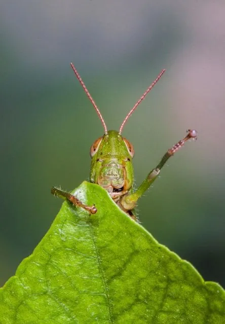 This friendly grasshopper looks like he's just scaled Everest as he climbs to the top of a leaf.The tiny insect appears to wave in triumph after getting to the summit of a large hibiscus tree leaf. (Photo by Solent News)