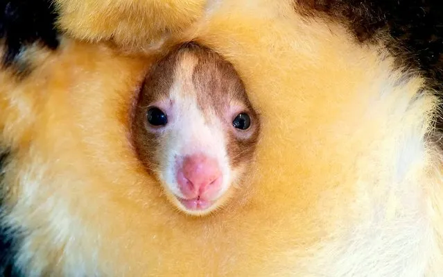 A rare Tree-kangaroo looks out of his mother's pouch seven months after his birth on June 3, 2019. (Photo by South West News Service/Action Press/PictureDesk)