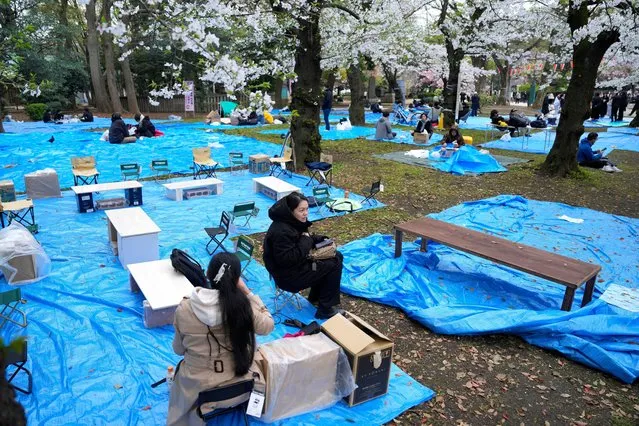 People grab a spot for cherry blossom viewing banquet at the Ueno Park Friday, April 5, 2024, in Tokyo. (Photo by Eugene Hoshiko/AP Photo)