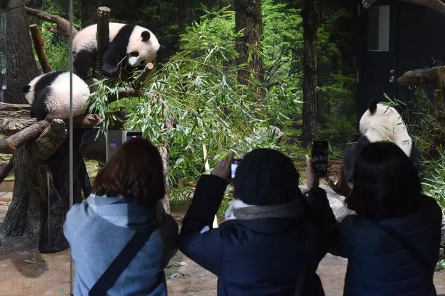 In this photo provided by Tokyo Zoological Park Society, visitors use smartphones to take pictures of Japanese-born twin pandas and their mother at Ueno Zoo in Tokyo, Wednesday, January 12, 2022. Twin panda cubs made their first public appearance Wednesday before their devoted fans but only briefly – just for three days for now – due to the upsurge of the highly transmissible coronavirus variant. (Photo by Tokyo Zoological Park Society via AP Photo)