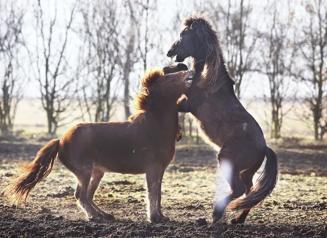 Two Iceland stallions play on their paddock in Neu Anspach, Germany, early Thursday, March 16, 2017. (Photo by Michael Probst/AP Photo)