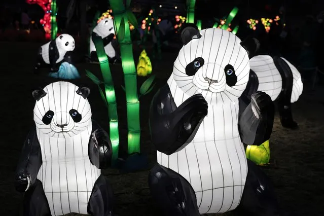 Panda lanterns are displayed at the REACH at Kennedy Center on February 2, 2022 in Washington, DC. Approximately 100 lanterns made up of 10,000 colored LED lights, crafted by Chinese artisans, were put on display at Kennedy Center as part of the Winter Lanterns show to celebrate the Lunar New Year. (Photo by Alex Wong/Getty Images)