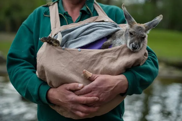 Zoo keeper Thomas Feierabend carries a kangaroo baby named Josey as the zoo hold their annual inventory at the Hagenbeck zoo in Hamburg on April 11, 2014. (Photo by Maja Hitij/AFP Photo/DPA)