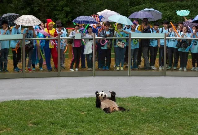 Tourists take pictures of Aling at a zoo in Changchun, Jilin province, China, July 1, 2015. Aling is one of two giant pandas that have been recently moved from their original habitat in China's Southwest Sichuan Province to the northeastern Jilin. According to the local media, this is China's first attempt at raising Giant Pandas in a high latitude area. This is considered by them to be valuable for scientific research. (Photo by Reuters/China Daily)