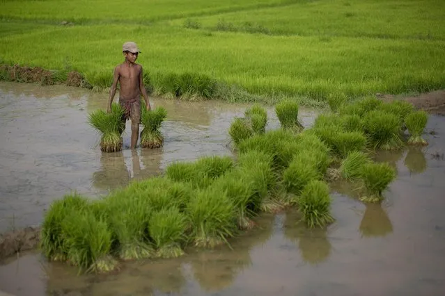 A small boy helps with plantation at a paddy field at Reba Maheswar village, 56 kilometers (35 miles) east of Gauhati, India, Friday, July 3, 2015. Rice is one of the most important food crops of India and about 4,000 different varieties are grown in different parts of the country. (Photo by Anupam Nath/AP Photo)