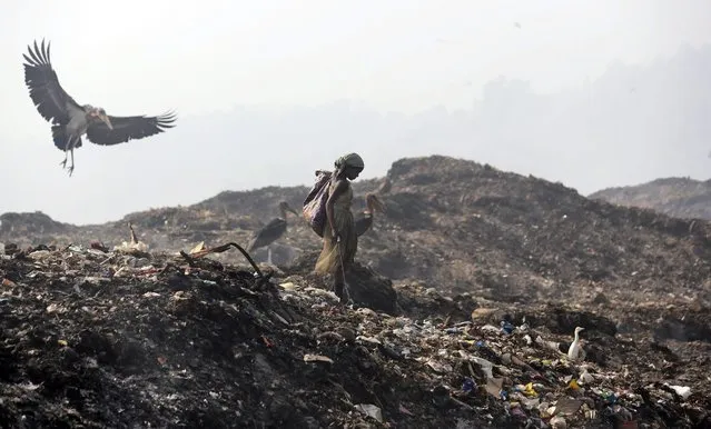 A Greater Adjutant Stork flies by a ragpicker looking for recyclable items at a garbage dump on Earth Day, on the outskirts of Gauhati, India, Tuesday, April 22, 2014. People across the globe hold events to celebrate the Earth's environment and spread awareness on how to conserve its natural resources on Earth Day, observed annually on April 22. (Photo by Anupam Nath/AP Photo)