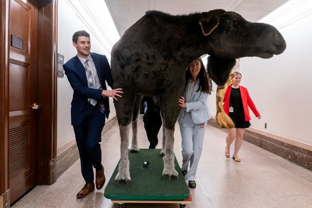 Staff members for U.S. Sen. Jeanne Shaheen (D-NH) push a stuffed moose into their office on Capitol Hill on June 11, 2024 in Washington, DC. A stuffed moose named “Marty the Moose” and a stuffed bear named “Kodak the Bear” will be on display in Shaheen's office as part of the thirteenth annual Experience New Hampshire event. (Photo by Andrew Harnik/Getty Images)