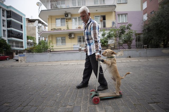 Muharrem Yilmaz, 78, takes his dog “Toprak” to a scooter and a swing ride everyday in Aydin, Turkiye on June 14, 2024. Yilmaz started taking his dog to long scooter rides after realising it likes to play with his grandkids' scooter. Then, he made a swing out of fruit boxes for the dog. Yilmaz adopted his dog Toprak two years ago when he found it in a restaurant garden as a lost puppy. (Photo by Ferdi Uzun/Anadolu via Getty Images)