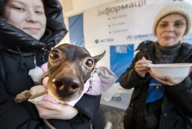 A Ukrainian refugee with her dog arrives at the reception center some three kilometers from the Moldova-Ukraine border, at Palanca Village, Moldova, 19 March 2022. According to the UNHCR, Moldova received more than 350 thousand Ukrainians fleeing into the country following Russia's military invasion of Ukraine. More than 3 million refugees were forced to flee Ukraine over the past three weeks. (Photo by Dumitru Doru/EPA/EFE)