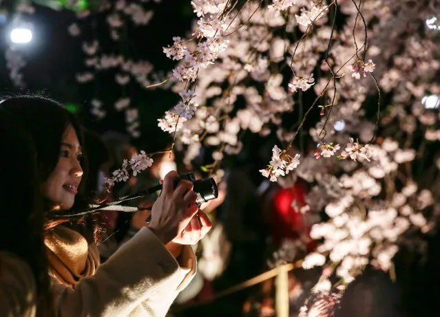 A woman takes pictures of a lit up Prunus pendula or Shidarezakura cherry blossom tree in full bloom at Rikugien Gardens in Tokyo, Japan, 27 March 2016. About 30,000 people visited the gardens to view the cherry blossoms, the gardens management said. (Photo by Kimimasa Mayama/EPA)