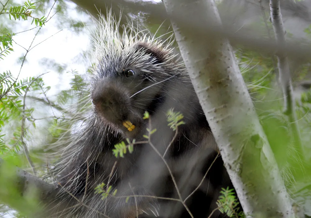 The Week in Pictures: Animals, May 17 – May 24, 2014