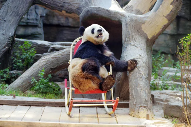 A giant panda plays in a rocking chair at Beijing Zoo on May 17, 2017 in Beijing, China. (Photo by VCG/VCG via Getty Images)
