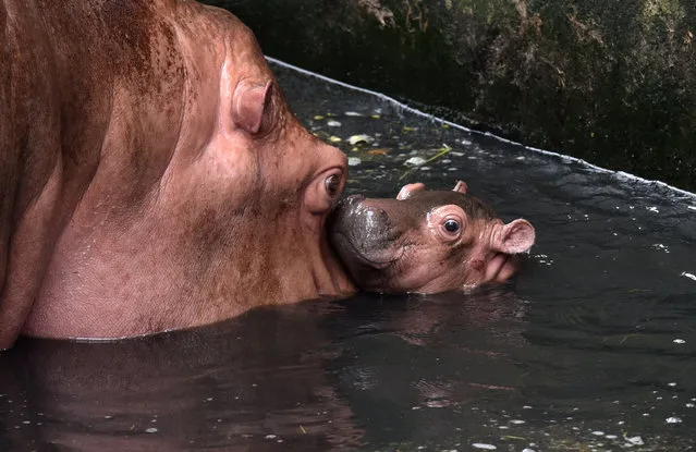 Female hippopotamus, Renu spends time with her newly born calf in an enclosure at the Assam State Zoo in Guwahati on July 20, 2015. The captive-bred calf was born on the night of June 15. (Photo by Biju Boro/AFP Photo)