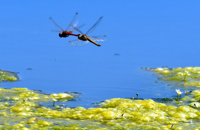 A view of dragonflies near Keklik Valley and Camasir Streem after summer rains revived nature and biodiversity in Sarikamis district of Kars, Turkiye on July 12, 2024. The colorful dragonflies that appear following summer rains are considered allies of agriculture, as they consume pests that are detrimental to crops. (Photo by Huseyin Demirci/Anadolu via Getty Images)