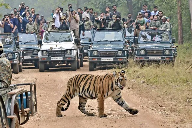A Bengal tiger ignores the attention of tourists trying to get a close-up at a national park in Maharastra, India. (Photo by Tanay Panpalia/Solent News)