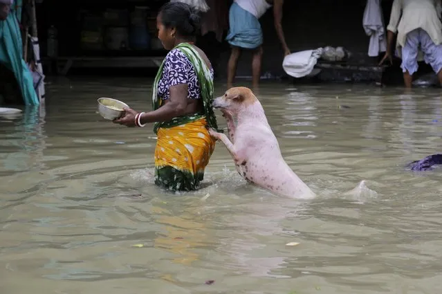 A stray dog takes the support of a woman to cross a flooded street in Kolkata, India, Sunday, Aug. 2, 2015. (Photo by Bikas Das/AP Photo)