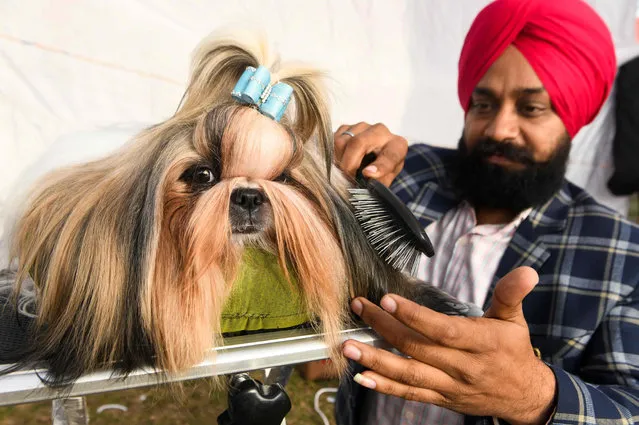 A competitor grooms his Shih-Tzu dog as they take part in the 52nd and 53rd All Breed Championship Pointed Dog Show in Amritsar on December 22, 2019. The dog show organised by the Amritsar Kennel Club in the northern Indian city features more than 300 dogs from across the nation. (Photo by Narinder Nanu/AFP Photo)
