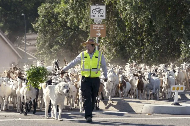 Henry Ambrosio leads a herd of goats across Jefferson Blvd to a new field to graze on in West Sacramento, Calif., Monday, May 23, 2022. The city of West Sacramento hired Blue Tent Farms, of Redding, to bring their goats to graze along the Barge Canal and Clarksburg Branch Line Trail to reduce the potential fire hazard in the area. (Photo by Rich Pedroncelli/AP Photo)